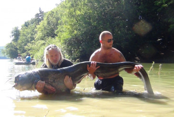Na Domaši dnes chytili kapitálneho 231 cm sumca